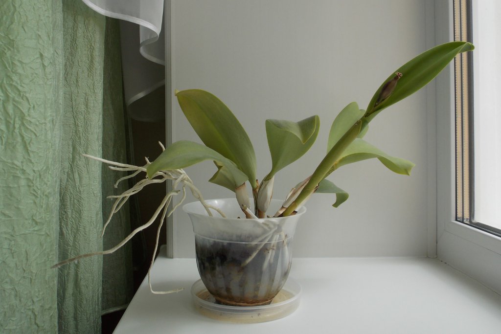 Cattleya plant with roots overgrowing its pot