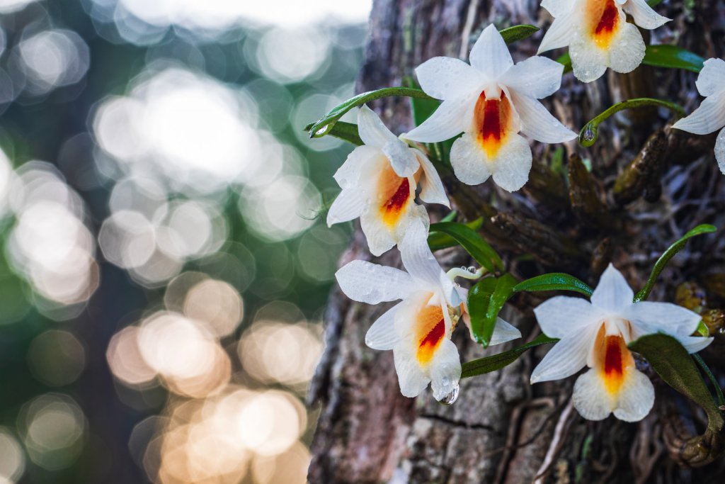 Dendrobium fuerstenbergianum growing in the wild in Thailand