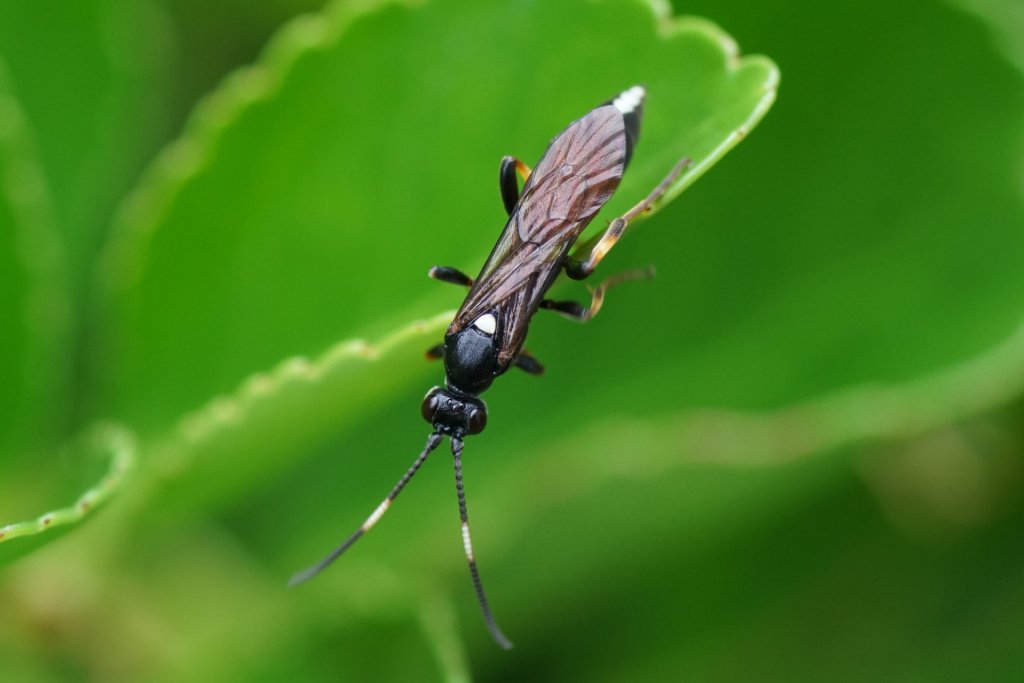 Ichneumon wasp on leaf