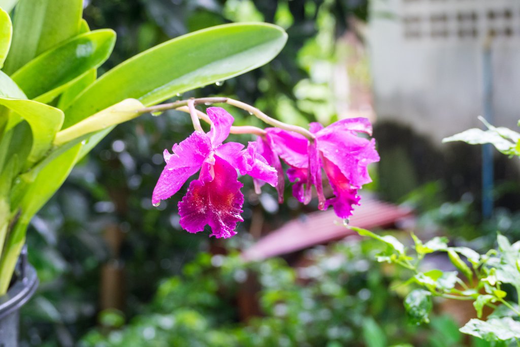 Purple Cattleya after rain