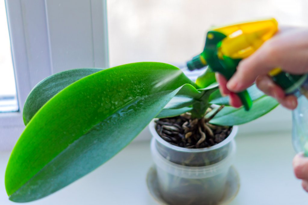 Spraying an orchid leaf with repellent solution