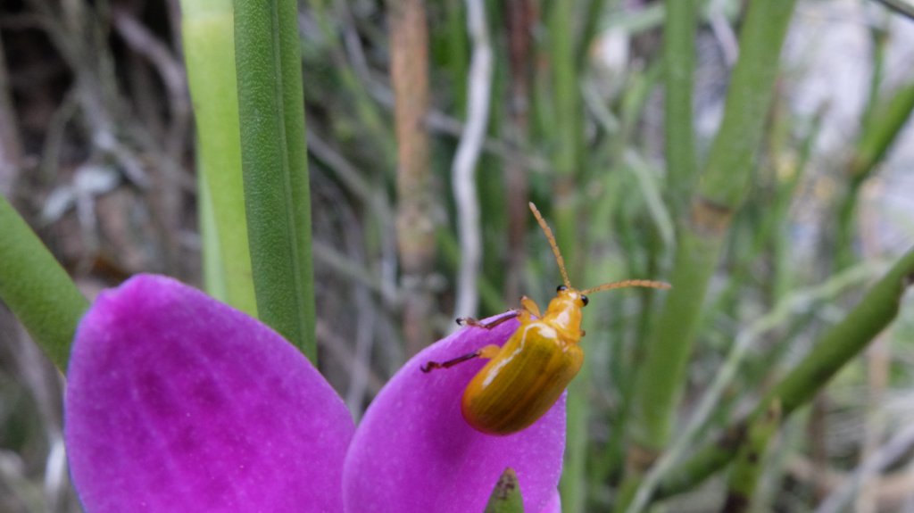 Yellow beetle on an orchid flower