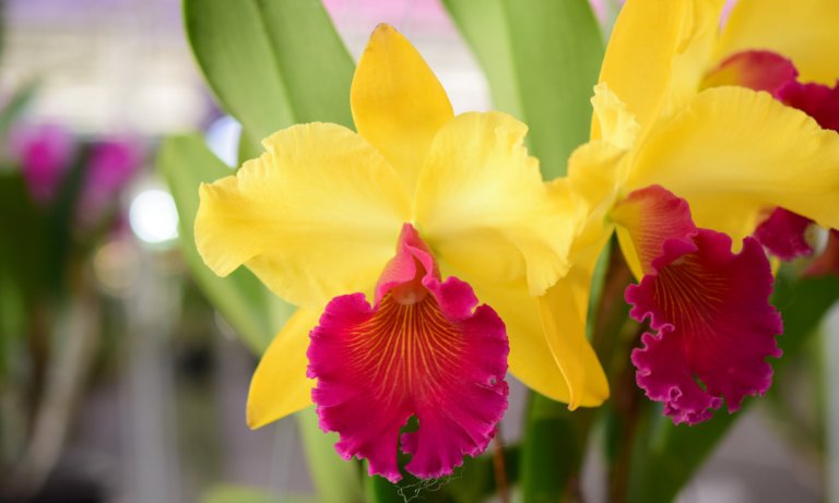 Yellow Cattleya orchid - the Queen of Flowers