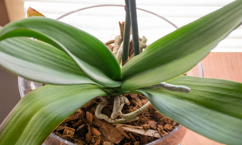 Dormant orchid in pot