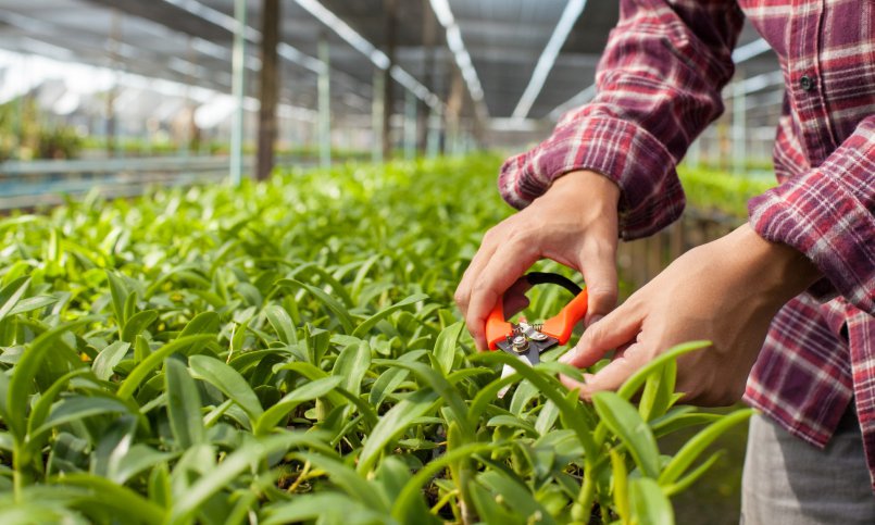 Orchids being trimmed in a nursery