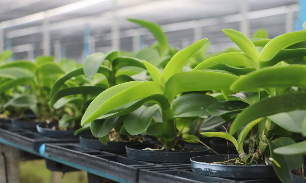 Orchid seedlings in nursery