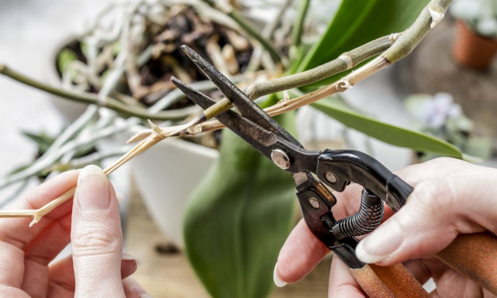 Pruning an orchid