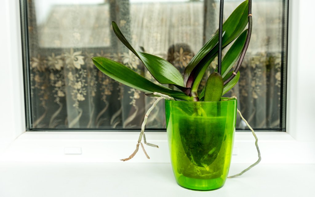 Is My Orchid Dead, or Can I Revive It? - Brilliant Orchids