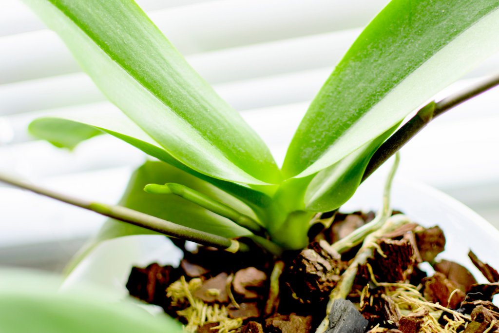 How To Prune An Orchid - Step By Step Guide
