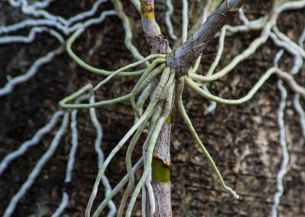 Healthy orchid roots