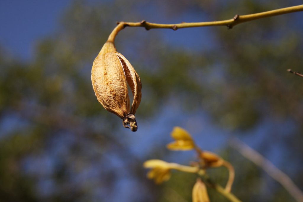 Orchid seed dispersal