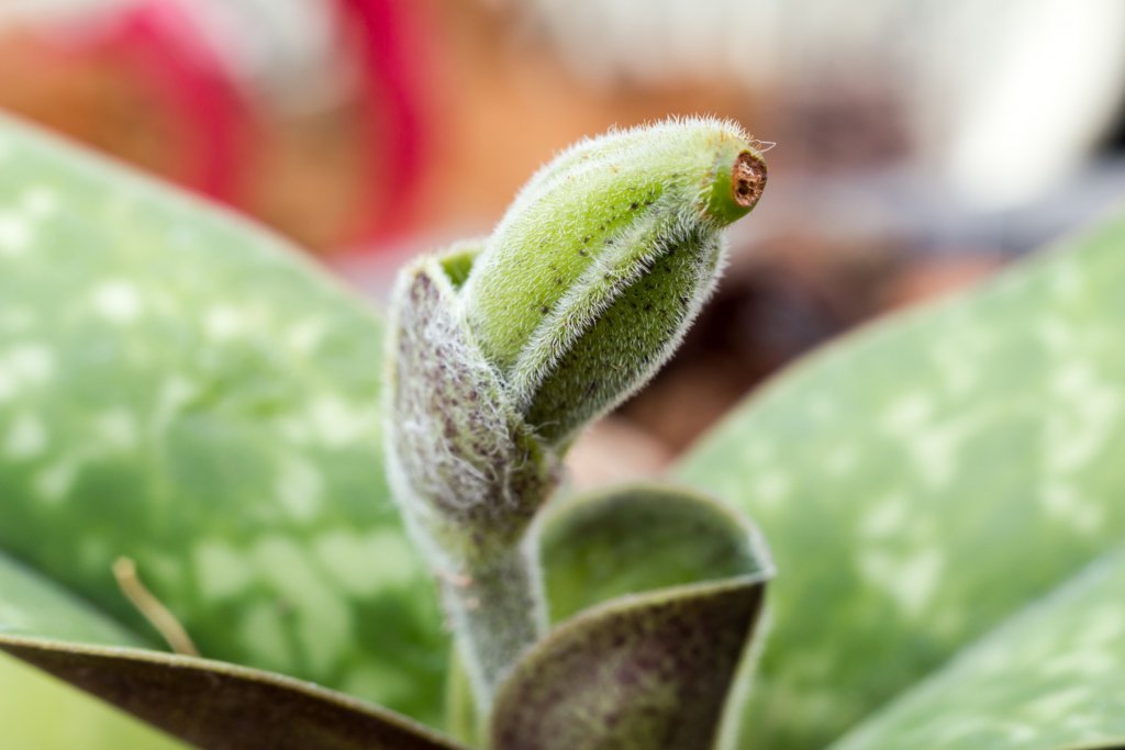 Paphiopedilum seed