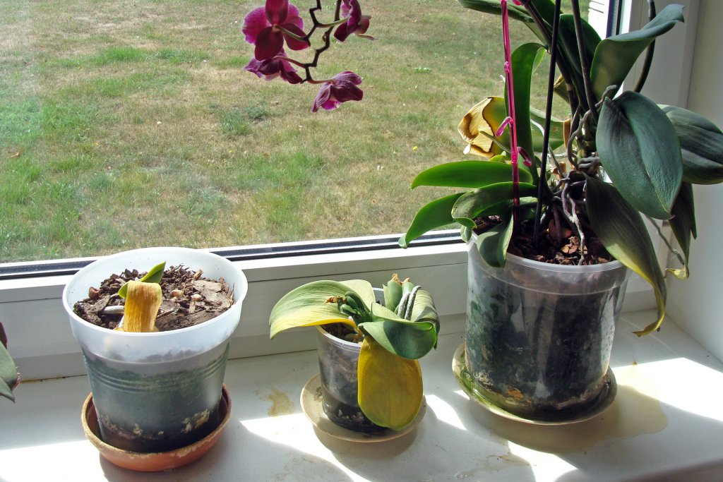 Dead orchid plants by window