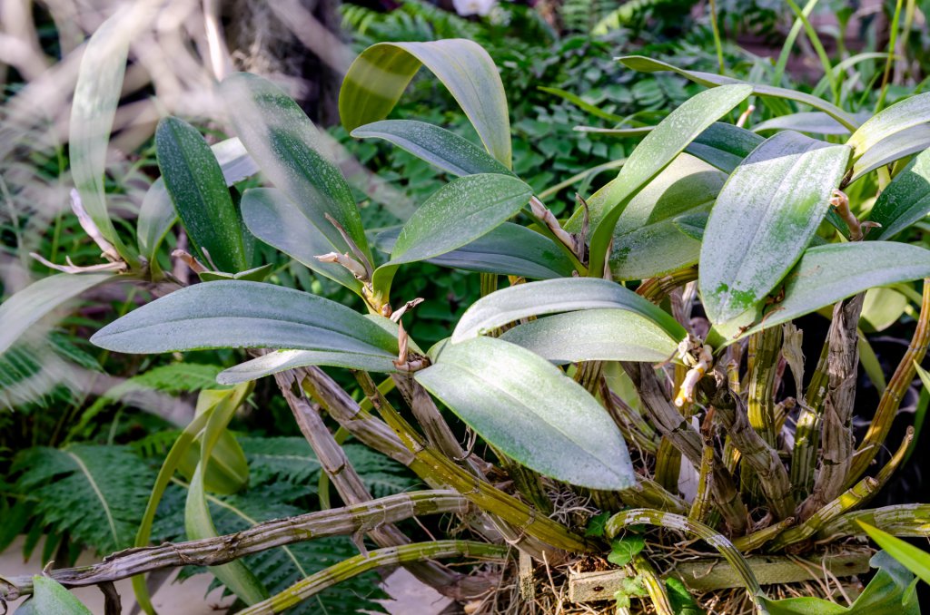 Old orchid with very thick roots