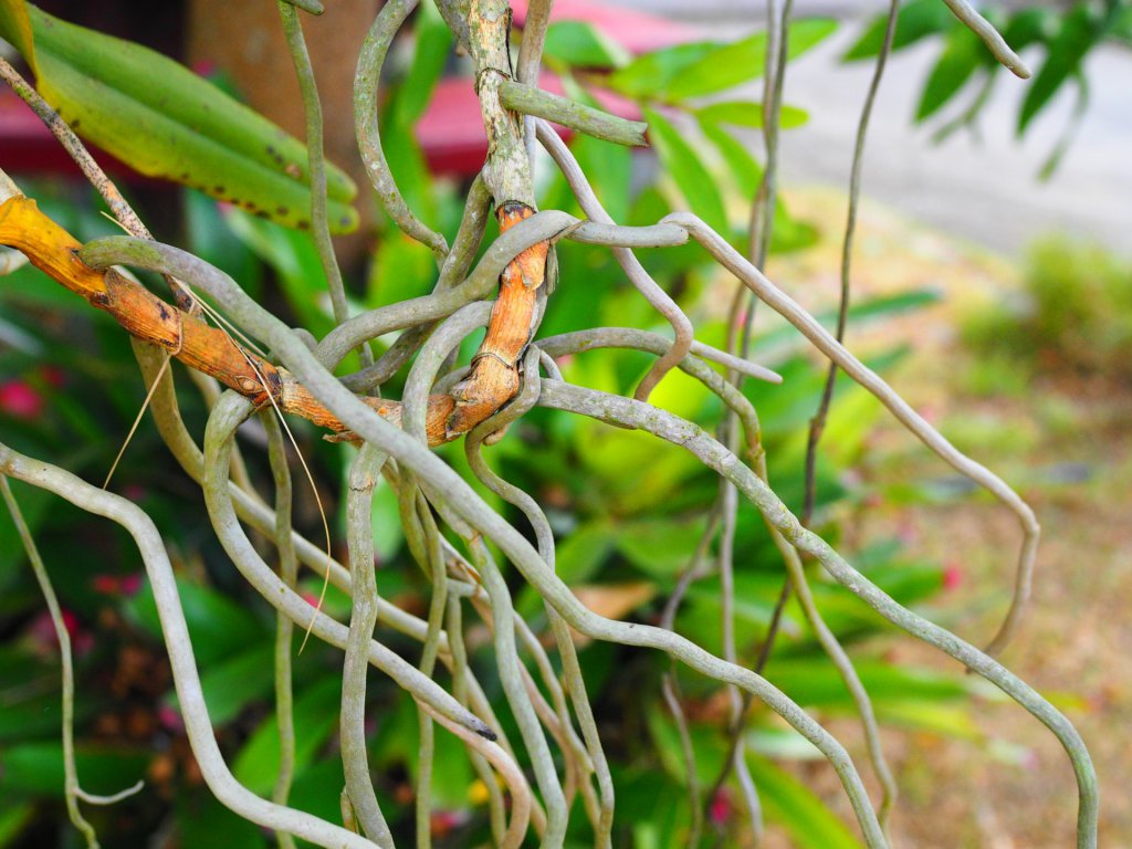 Thick orchid roots