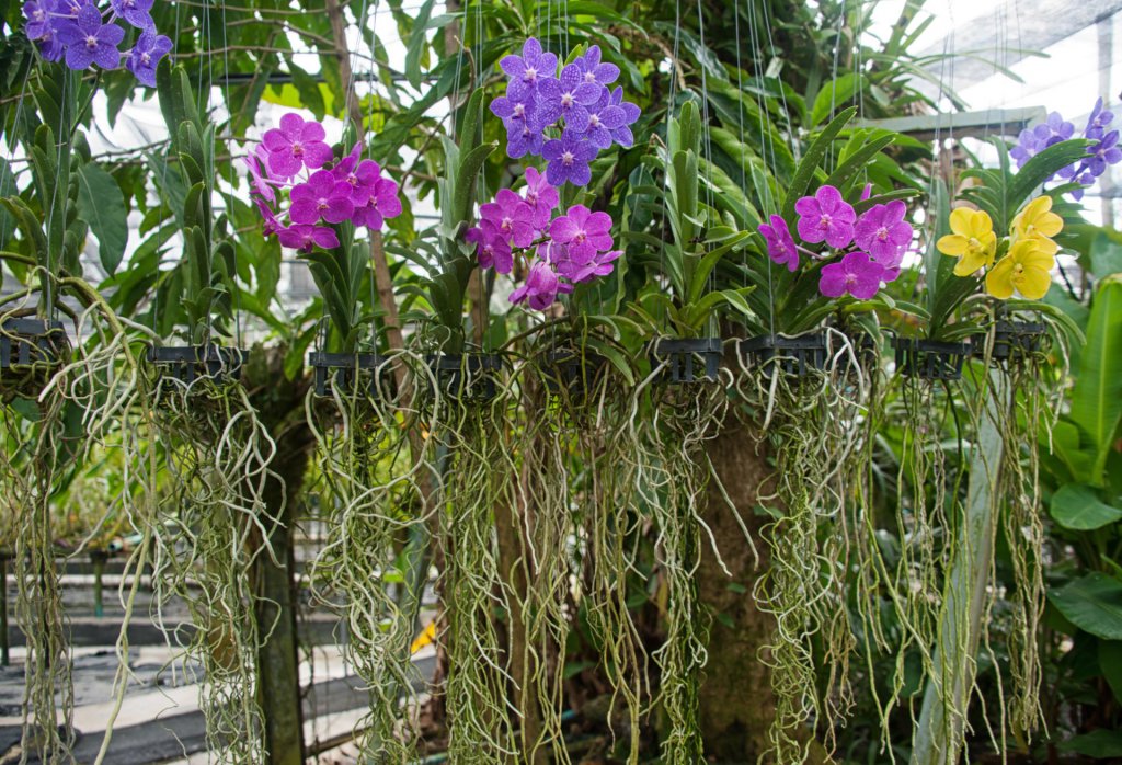 Healthy orchid roots 