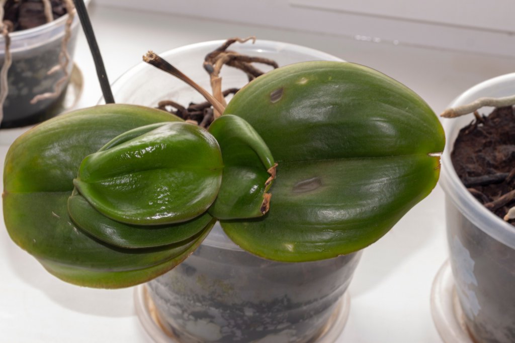 Curly orchid leaves