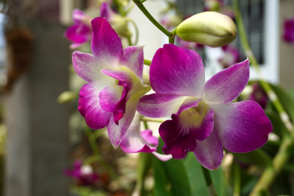 Dendrobium with buds