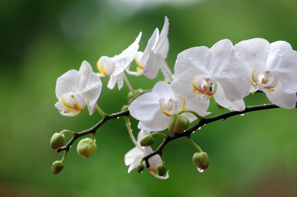 White phalaenopsis buds