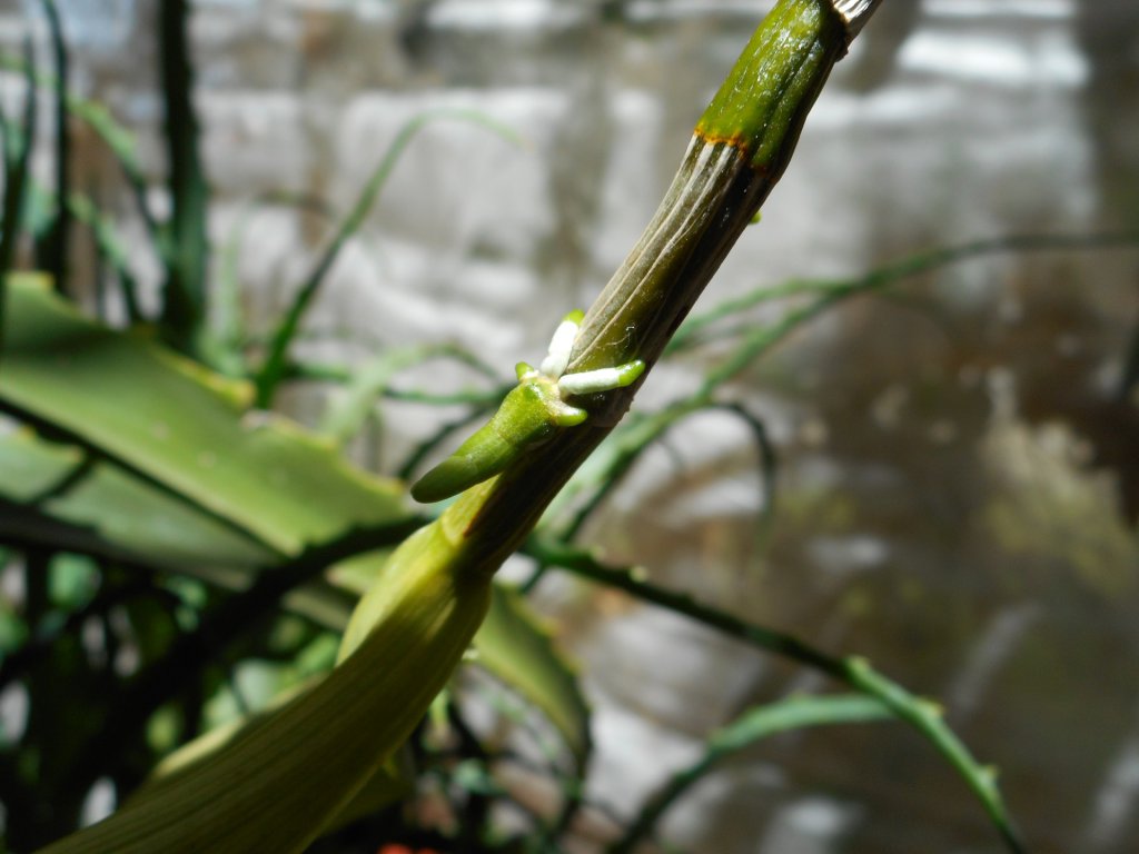 Keiki growing on a Dendrobium orchid