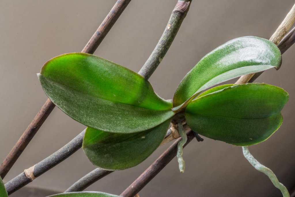 Keiki on the stem of a Phalaenopsis