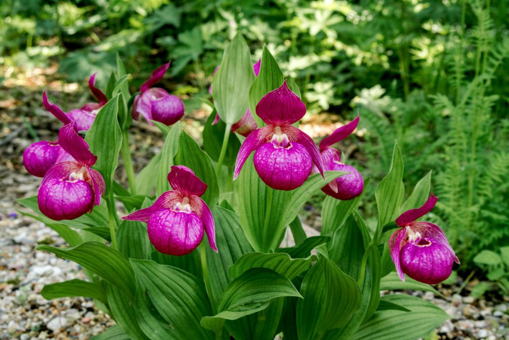 Cypripedium macranthon growing on the ground