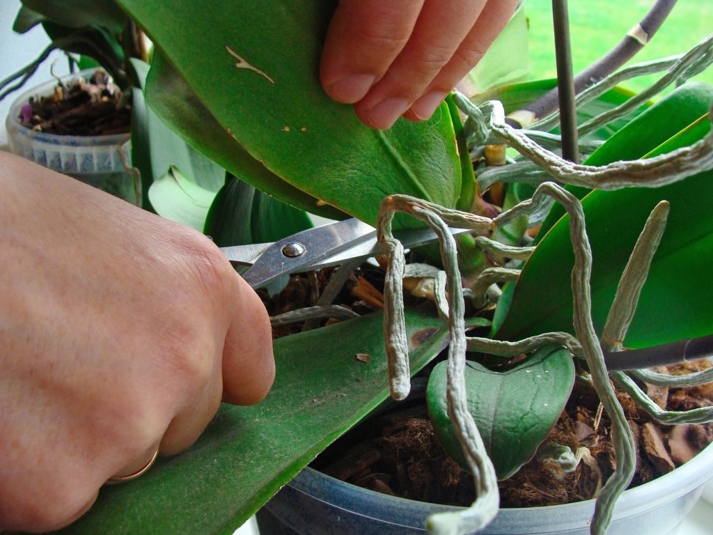 Pruning orchid leaves