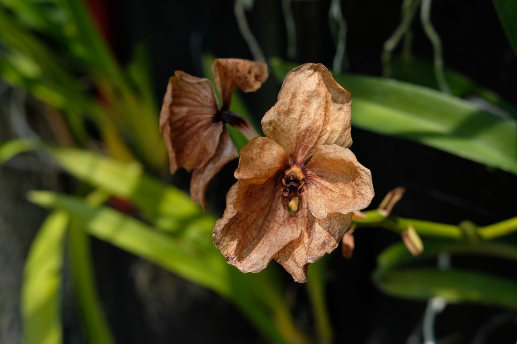 Withered orchid flowers