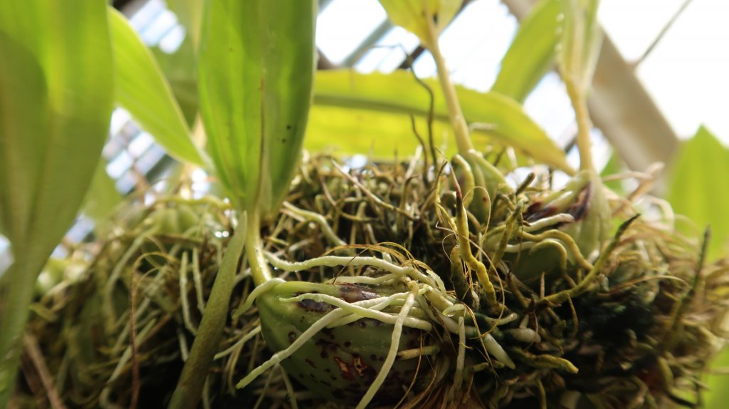 Aerial roots