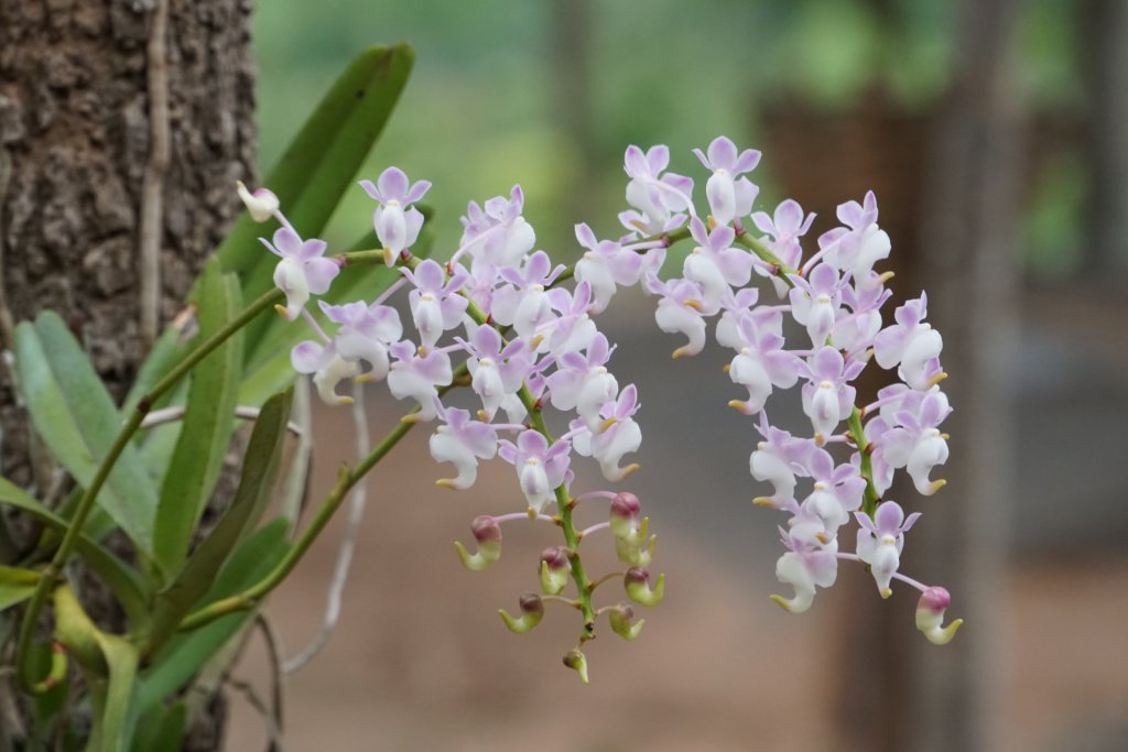 Dendrobium orchid growing on a tree