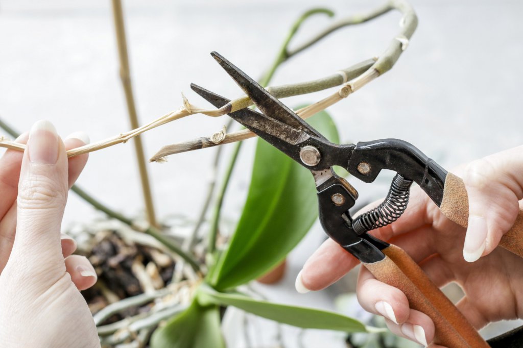 Pruning orchid roots