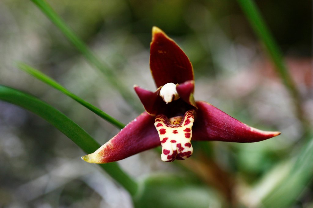 Coconut pie maxillaria orchid growing on a rock