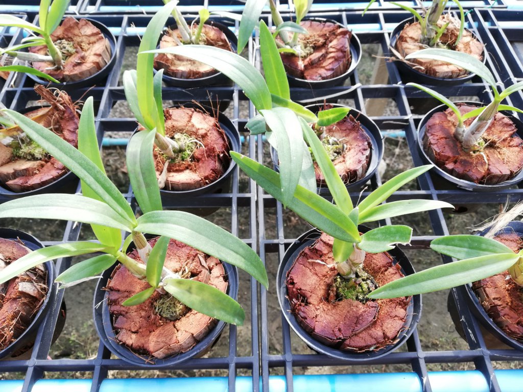 Orchids in a nursery