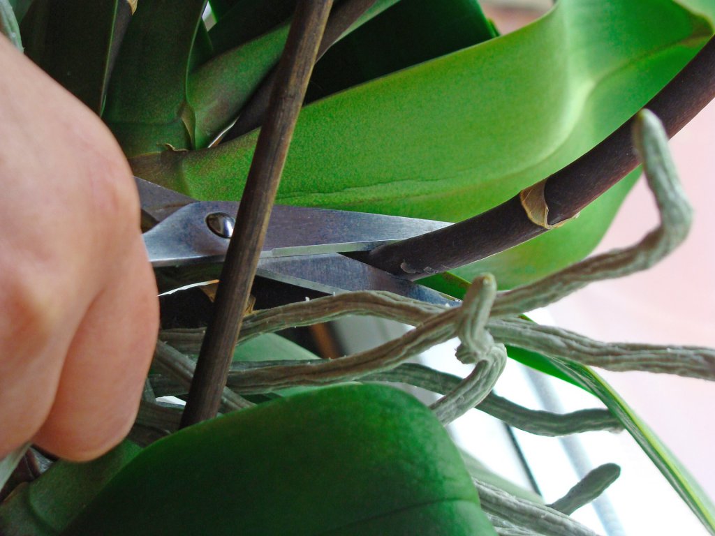 Pruning orchid stems