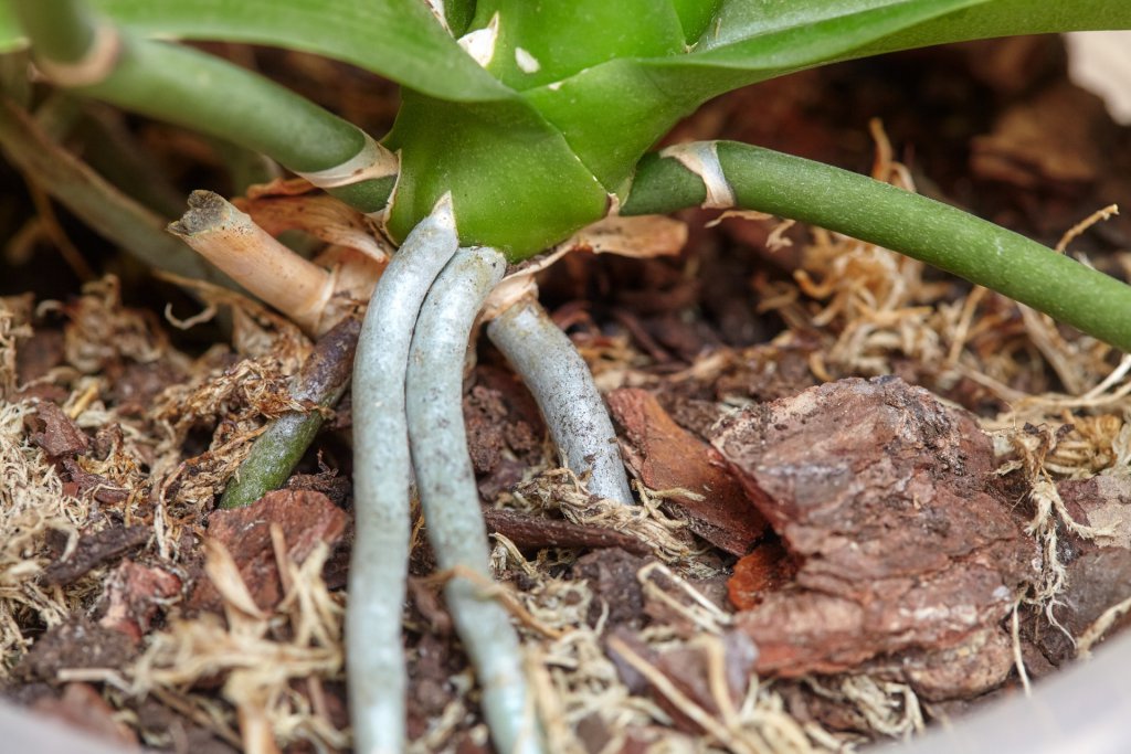 Closeup of orchid roots
