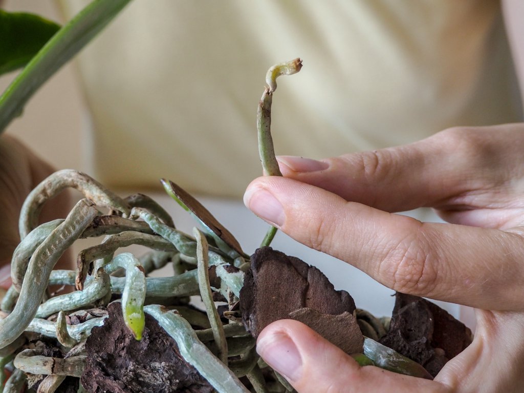 Diseased orchid roots