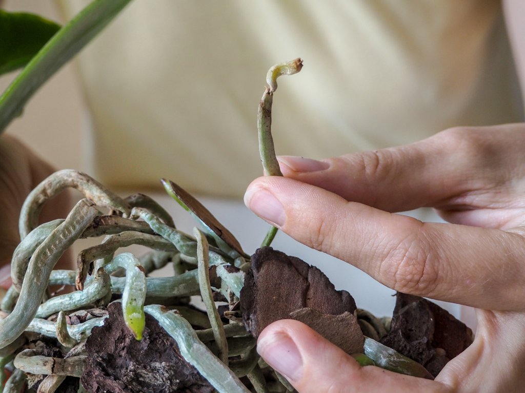 Healthy orchid roots 