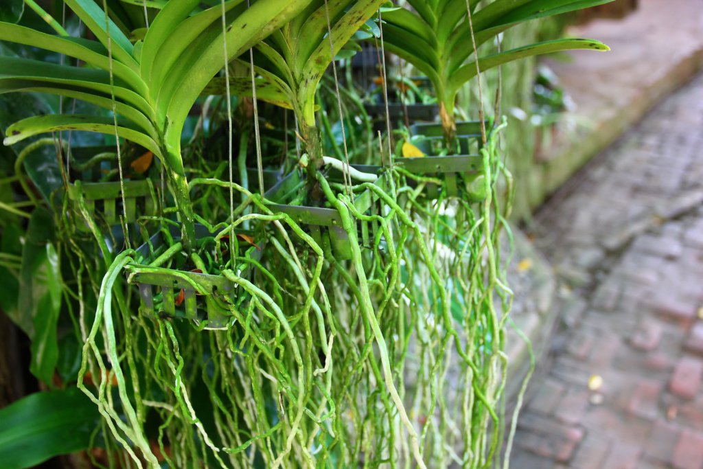 Messy orchid roots spilling out of hanging baskets