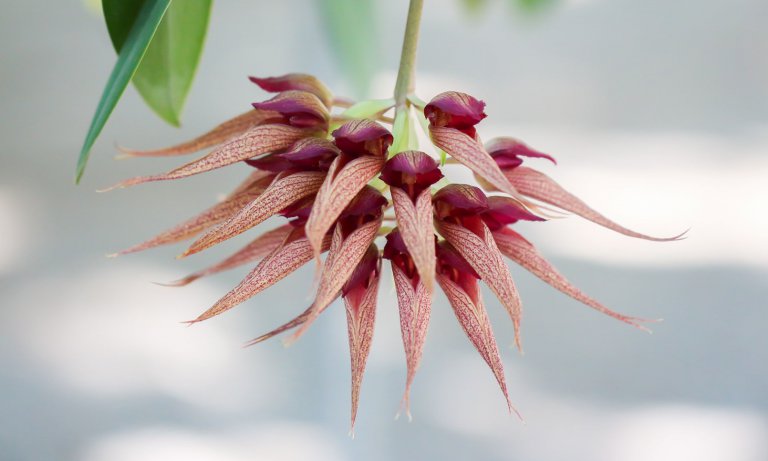 Closeup of Bulbophyllum orchid flowers