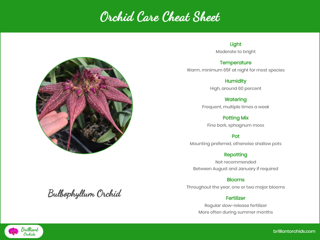 Bulbophyllum Care Cheat Sheet