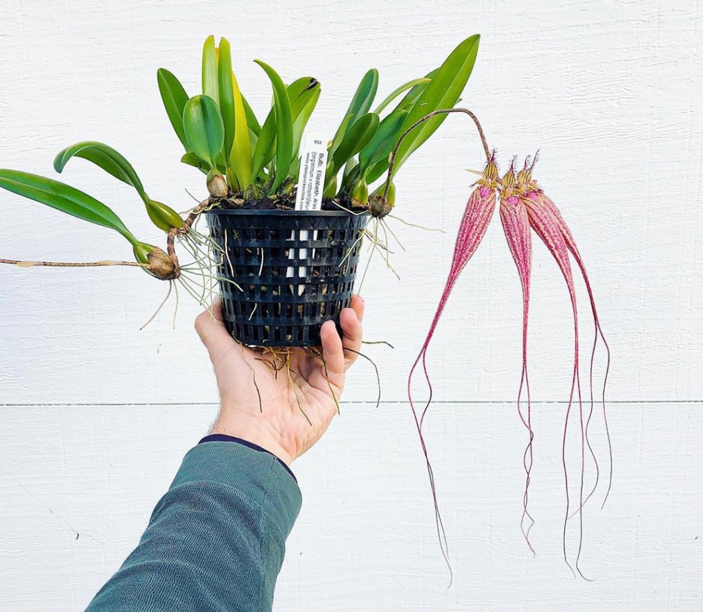 Bulbophyllum "Elizabeth Ann Buckleberry"