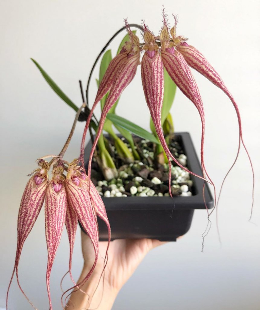 Bulbophyllum "Elizabeth Ann Buckleberry"