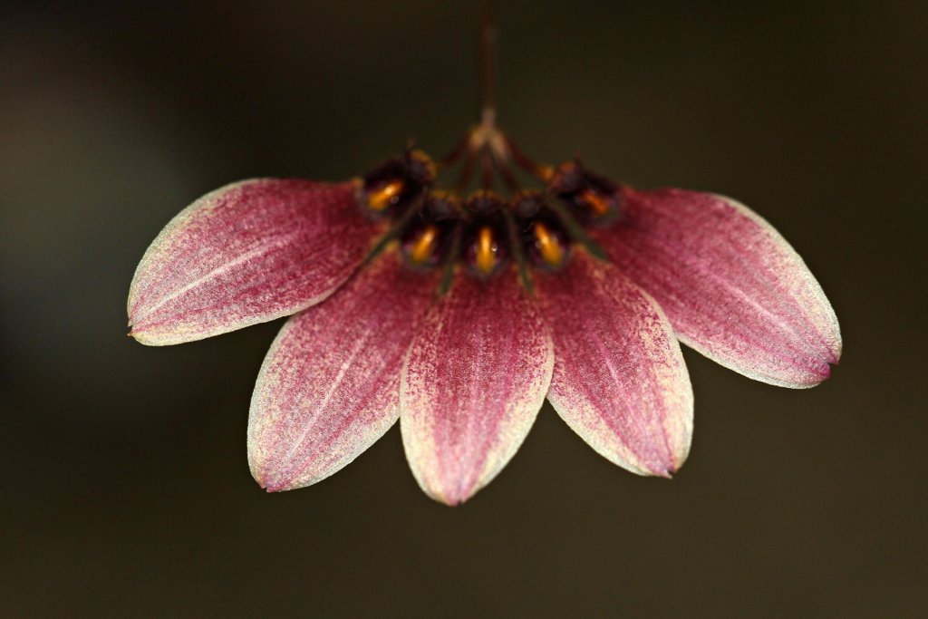 Bulbophyllum flabellum-veneris - a warm grown Bulbophyllum species from Vietnam.