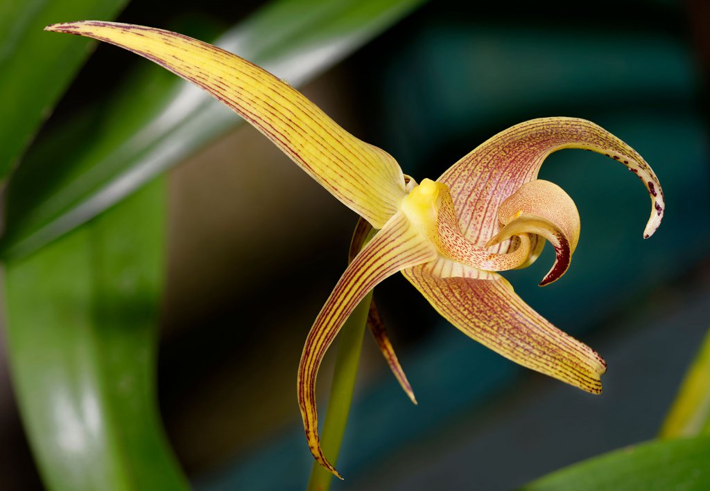 Lobb's Bulbophyllum Orchid - Bulbophyllum lobbii epiphyte from Borneo, Indonesia, Malaysia, and the Philippines