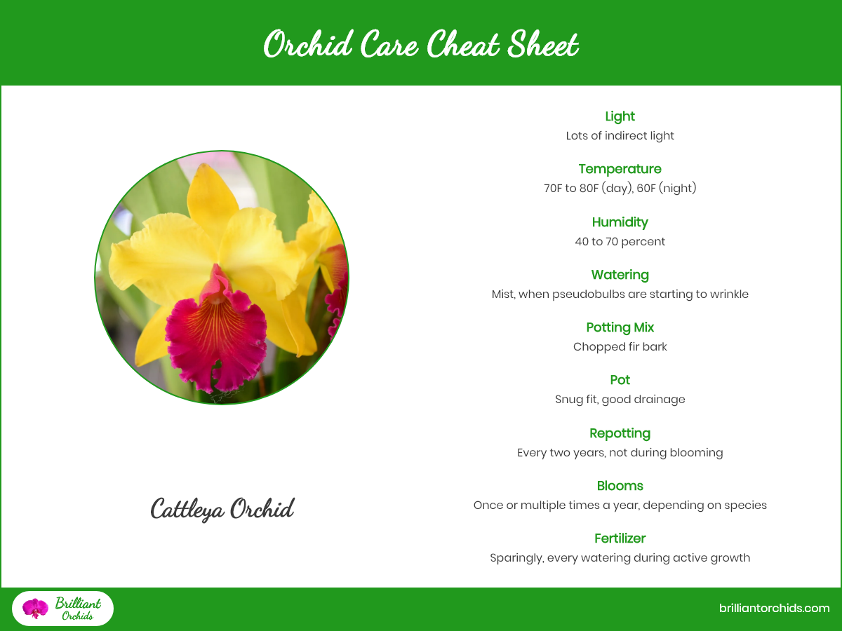 Cattleya Care Cheat Sheet