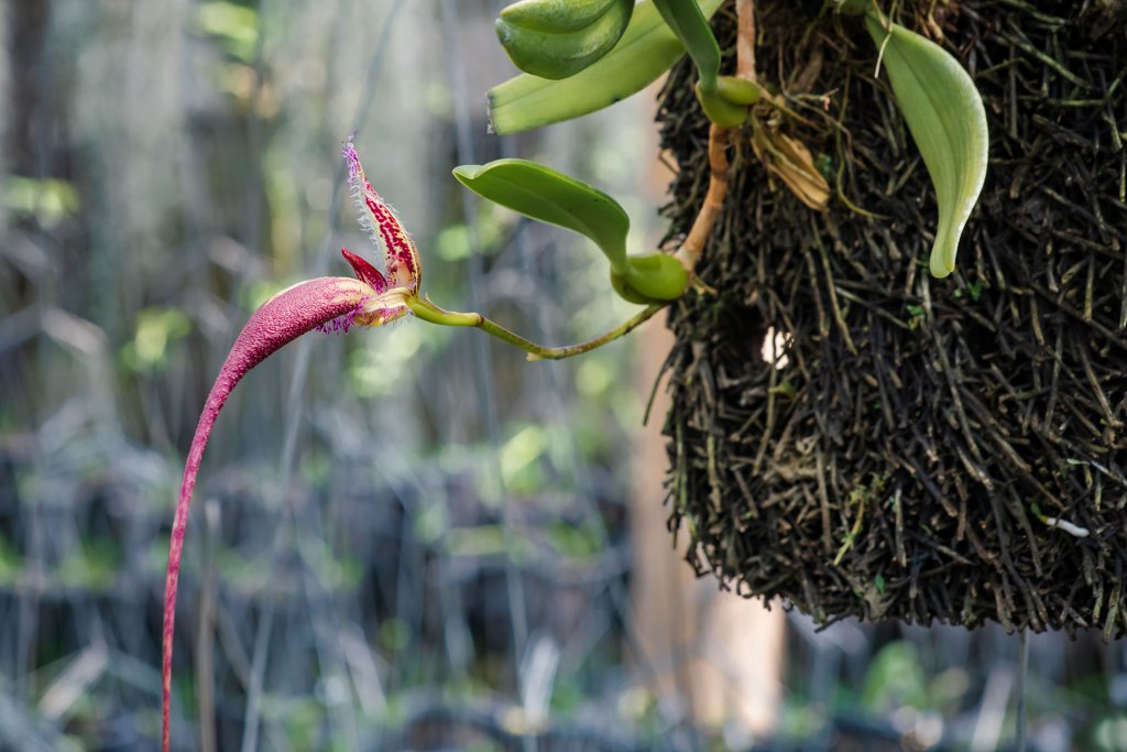 Red Bulbophyllum. Rare species orchid in Thailand