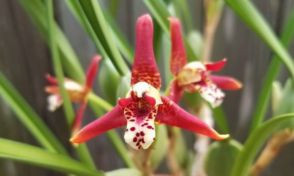 Maxillaria Tenuifolia (Coconut Orchid)