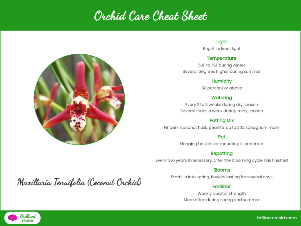 Maxillaria Tenuifolia Orchid Care Cheat Sheet