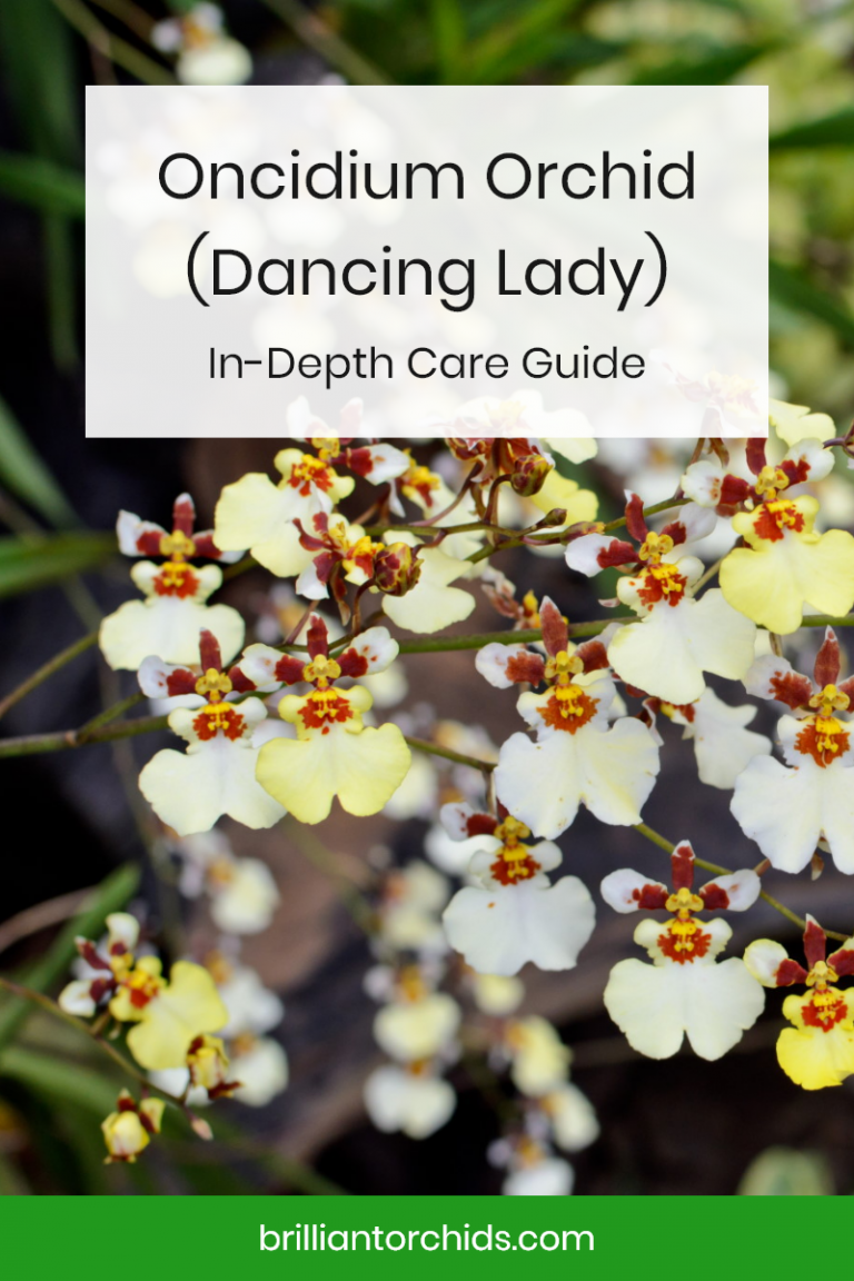 Oncidium Dancing Lady Orchid In Depth Care Guide Brilliant Orchids