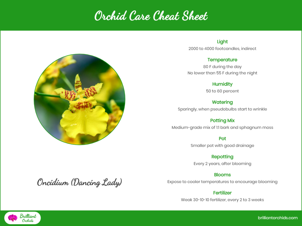 Oncidium (Dancing Lady) Orchid Care Cheat Sheet